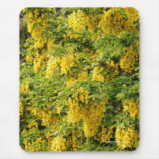 Atemberaubende Goldene Kette / Laburnum Tree Mousepad (Vorne)