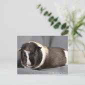 Atemberaubende Guinea Pen Postkarte (Stehend Vorderseite)