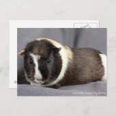 Atemberaubende Guinea Pen Postkarte (Vorne/Hinten)