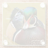 Atemberaubende Holzente im Teich Glasuntersetzer (Rückseite)