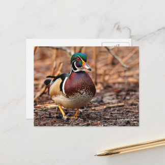 Atemberaubende Holzente im Wald Postkarte