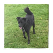 Atemberaubende Husky/Labrador-Kreuz-Keramik Fliese (Vorderseite)