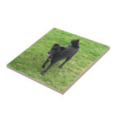 Atemberaubende Husky/Labrador-Kreuz-Keramik Fliese (Seite)