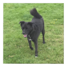 Atemberaubende Husky/Labrador-Kreuz-Leinwand