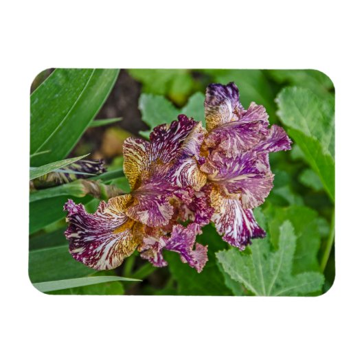 Atemberaubende Iris-Blüten Magnet (Horizontal)