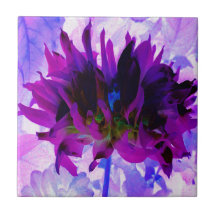 Atemberaubende Lila und schwarze Kaktus Dahlia