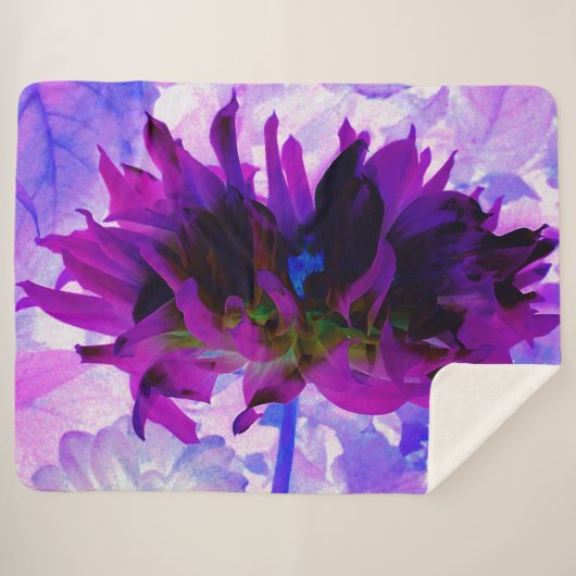 Atemberaubende Lila und schwarze Kaktus Dahlia Sherpadecke (Vorderseite (Horizontal))
