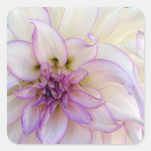 Atemberaubende Lila und weiße Dahlia-Blume Quadratischer Aufkleber