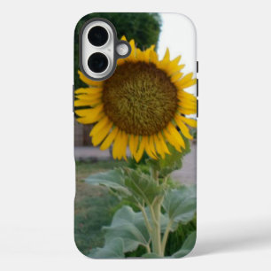 Atemberaubende natürliche Sonnenblume   Goldene St iPhone 16 Plus Hülle