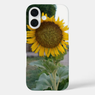 Atemberaubende natürliche Sonnenblume   Goldene St iPhone 16 Hülle