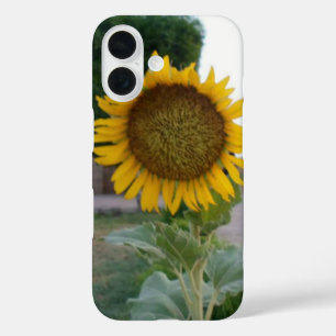 Atemberaubende natürliche Sonnenblume Goldene St iPhone 16 Hülle