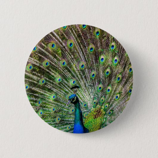 Atemberaubende Pfau- und Federn Zubehör für Fotos Button (Vorderseite)