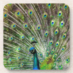 Atemberaubende Pfau- und Federn Zubehör für Fotos Getränkeuntersetzer