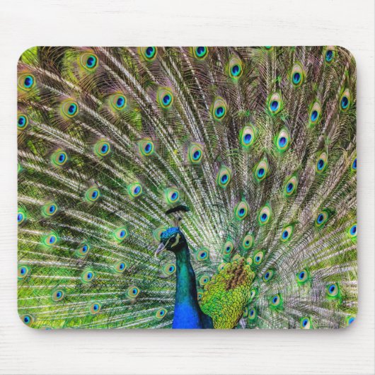 Atemberaubende Pfau- und Federn Zubehör für Fotos Mousepad (Vorne)
