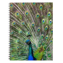 Atemberaubende Pfau- und Federn Zubehör für Fotos Notizblock