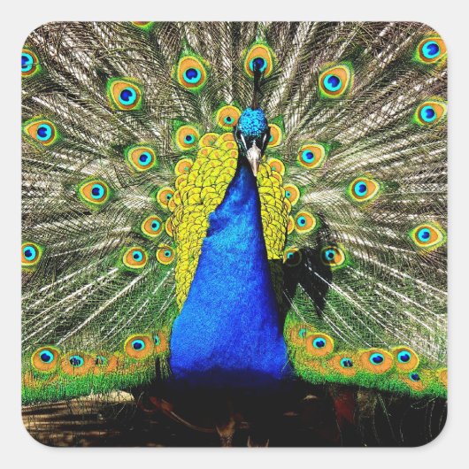 Atemberaubende Pfauenkleber Quadratischer Aufkleber (Vorderseite)