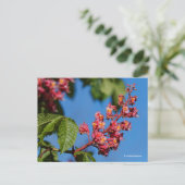 Atemberaubende Rosa Kastanienblüten Postkarte (Stehend Vorderseite)