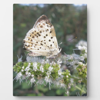 Atemberaubende Schokolade Fotoplatte