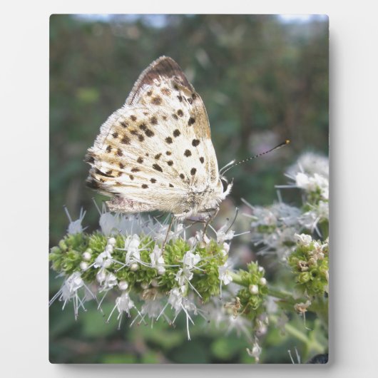 Atemberaubende Schokolade Fotoplatte (Vorderseite)