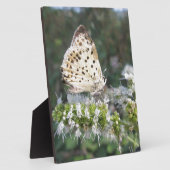 Atemberaubende Schokolade Fotoplatte (Seite)