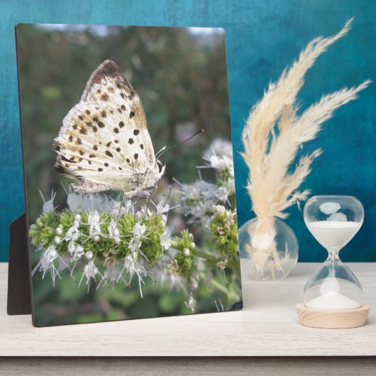 Atemberaubende Schokolade Fotoplatte (Seite)