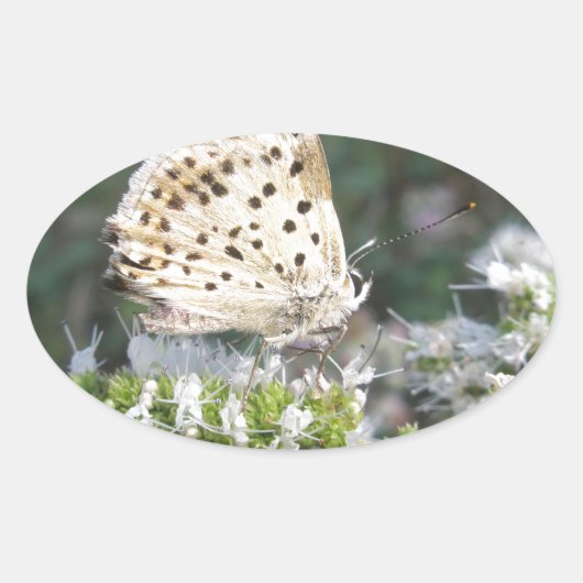 Atemberaubende Schokolade Ovaler Aufkleber (Vorderseite)