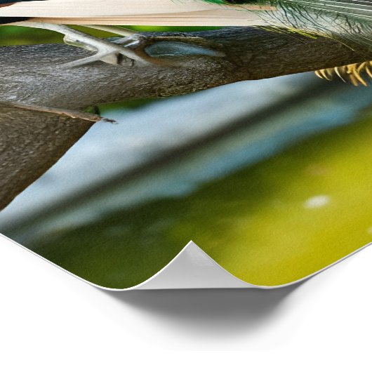 Atemberaubende schöne Pfauenbilder Poster (Ecke)