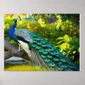 Atemberaubende schöne Pfauenbilder Poster (Vorne)