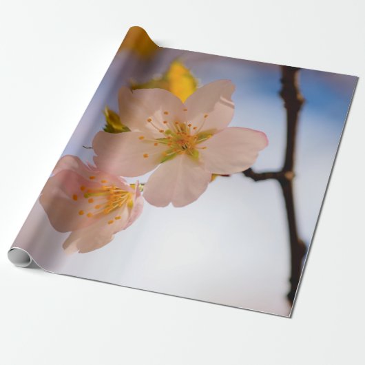Atemberaubende Schönheit der Sakura-Blume Geschenkpapier (Ungerollt)