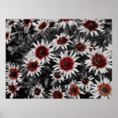Atemberaubende Schwarz-Mit Augen Susans Poster (Vorne)
