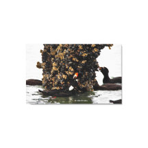 Atemberaubende Seaducks aus Surfschottern, Füttern