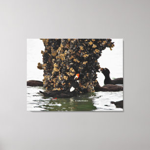 Atemberaubende Surf Scoter Enten beim Fressen bei Leinwanddruck