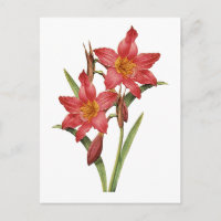 Atemberaubende tropische Amaryllis-Studie