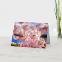Atemberaubende und Phantastische rosa Sakura-Blume