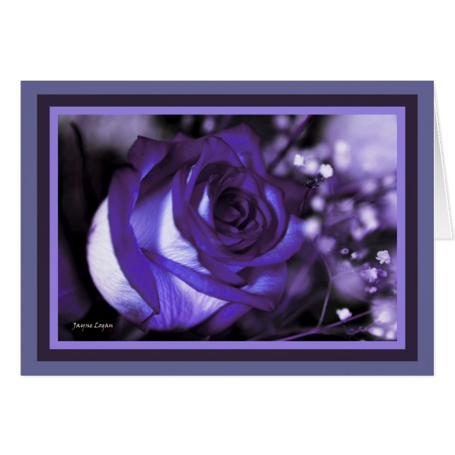 atemberaubende violette Rose! Leere Karte (Vorderseite (Horizontal))