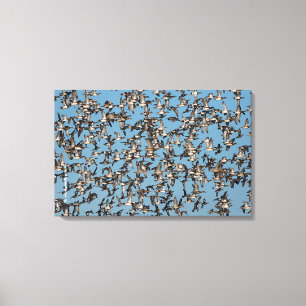 Atemberaubende Winterenten im Flug Leinwanddruck