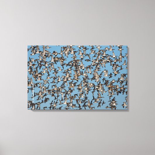 Atemberaubende Winterenten im Flug Leinwanddruck (Vorderseite)