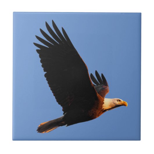 Atemberaubender Adler im Winter Sonnenuntergang Fliese (Vorderseite)