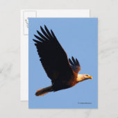 Atemberaubender Adler im Winter Sonnenuntergang Postkarte (Vorne/Hinten)