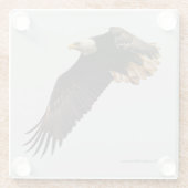 Atemberaubender Adlervogel im Flug Glasuntersetzer (Rückseite)