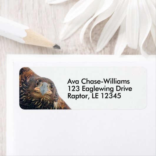 Atemberaubender Adlervogel macht einen Flyby (Insitu)