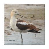 Atemberaubender American Avocet Wading Bird am Str Fliese (Vorderseite)