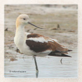 Atemberaubender American Avocet Wading Bird am Str Glasuntersetzer (Vorderseite)