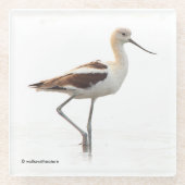 Atemberaubender American Avocet Wading Bird am Str Glasuntersetzer (Vorderseite)