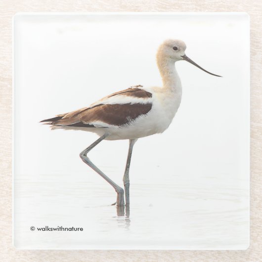 Atemberaubender American Avocet Wading Bird am Str Glasuntersetzer (Vorderseite)