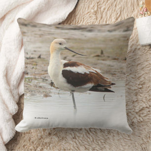 Atemberaubender American Avocet Wading Bird am Str Kissen