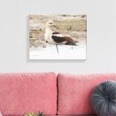 Atemberaubender American Avocet Wading Bird am Str Leinwanddruck (Insitu (Wohnzimmer))