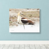 Atemberaubender American Avocet Wading Bird am Str Leinwanddruck (Insitu (Holzboden))