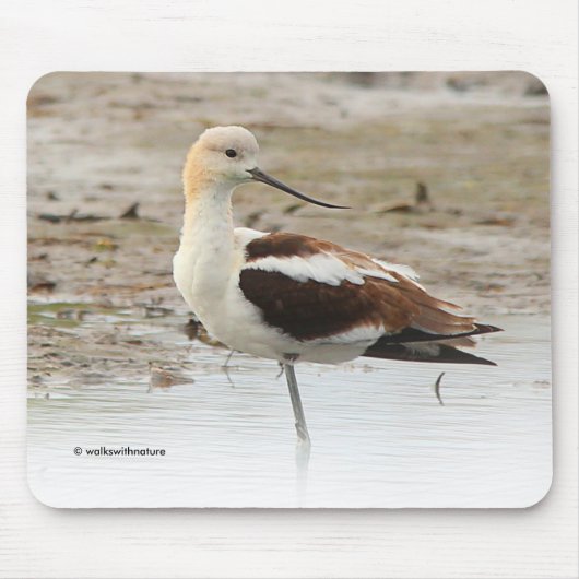Atemberaubender American Avocet Wading Bird am Str Mousepad (Vorne)
