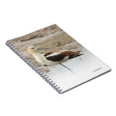 Atemberaubender American Avocet Wading Bird am Str Notizblock (Rechte Seite)